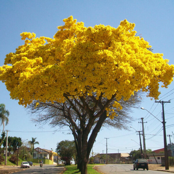 Petricor Garden Como Cuidar Da Sua Planta